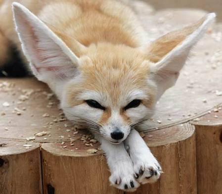fennec-chihuahua fennec-chihuahua